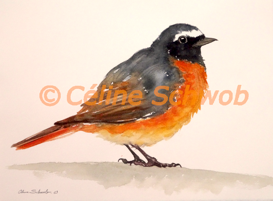 Rougequeue à front blanc, aquarelle sur papier, 28cmx38cm, Common Redstart, watercolor on paper, 11"x15", 2019