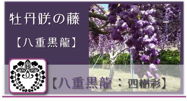 八重黒龍【四樹彩】 - 和×夢 nagomu farm 八重黒龍【四樹彩】 - 和×夢 nagomu farm