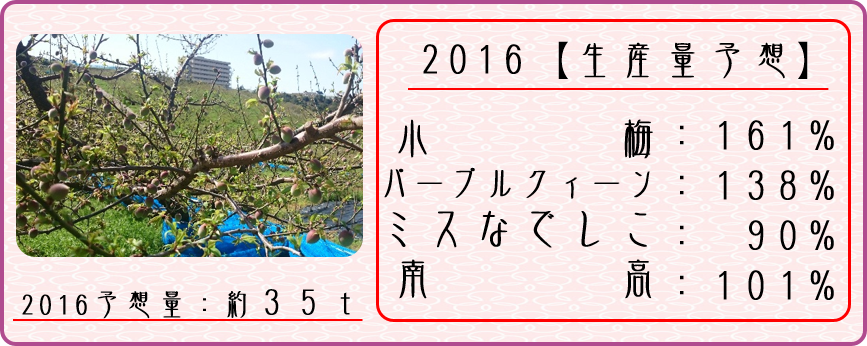 清明 梅生産量予想 16 和 夢 Nagomu Farm