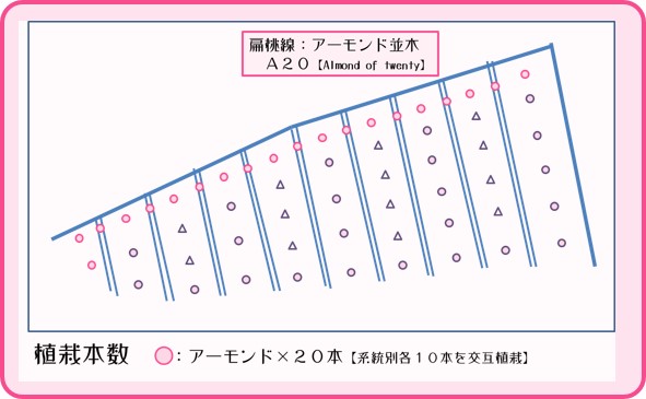 扁桃線【Ａ２０】　アーモンド並木　和×夢 nagomu farm