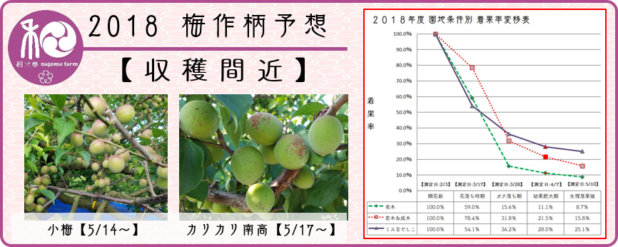 清明 2018梅作柄予想【収獲間近】 - 和×夢 nagomu farm