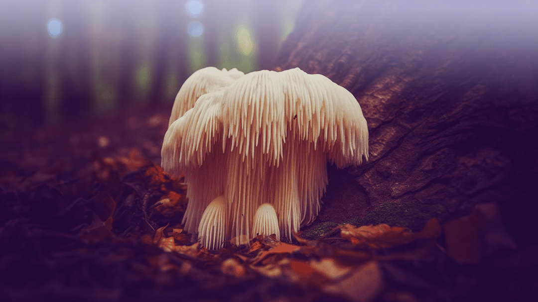 Der Pilz erinnert an einen weissen Affenkopf oder Löwenmähne.