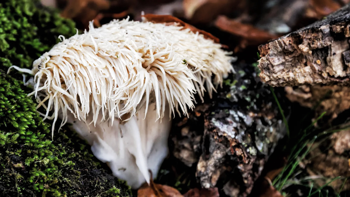 Hericium steht in Europa teilweise unter Artenschutz.