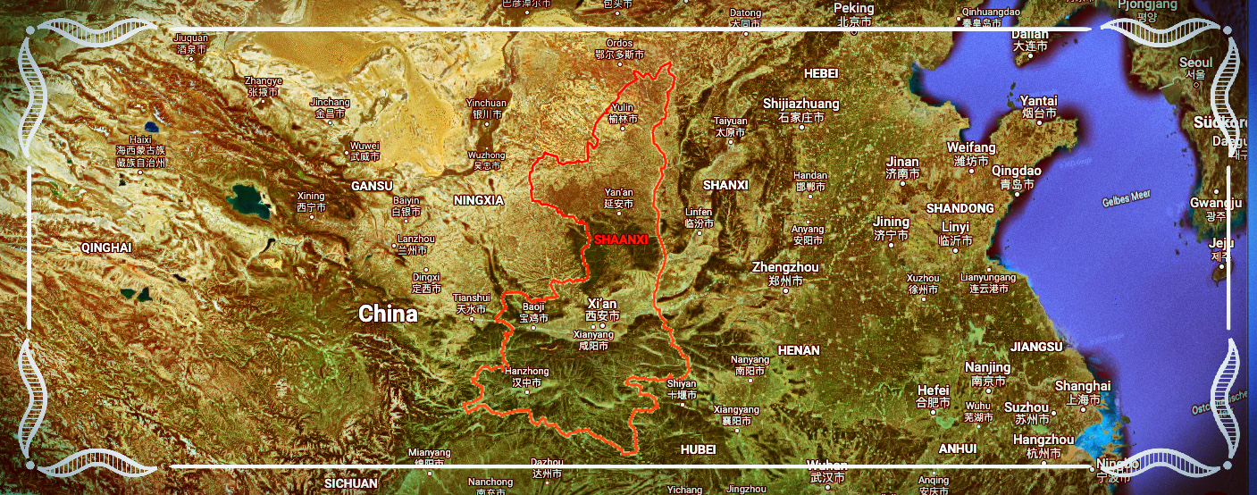 Astragalus frisch geerntet und importiert aus der Region Shaanxi