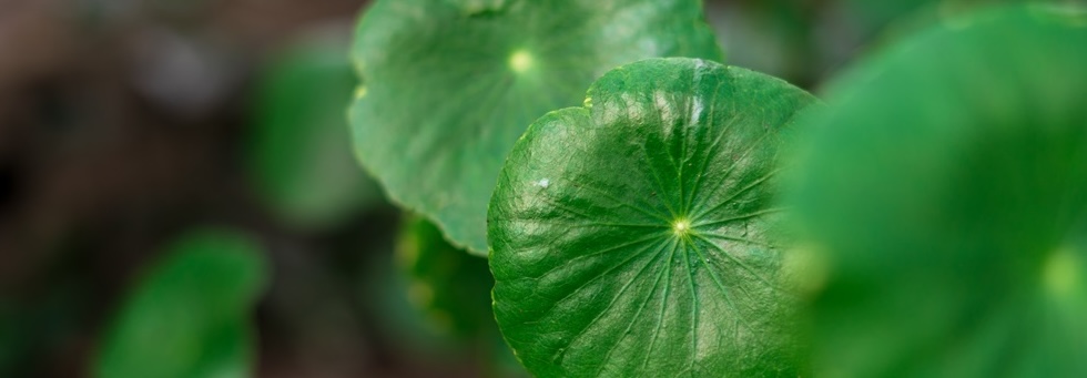 Gotu Kola kaufen Schweiz – Wirkung, Anwendung & Studien