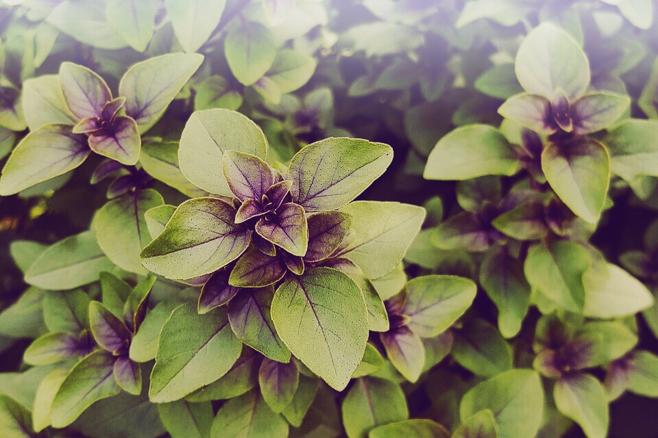 Tulsi Ociumum Sanctum