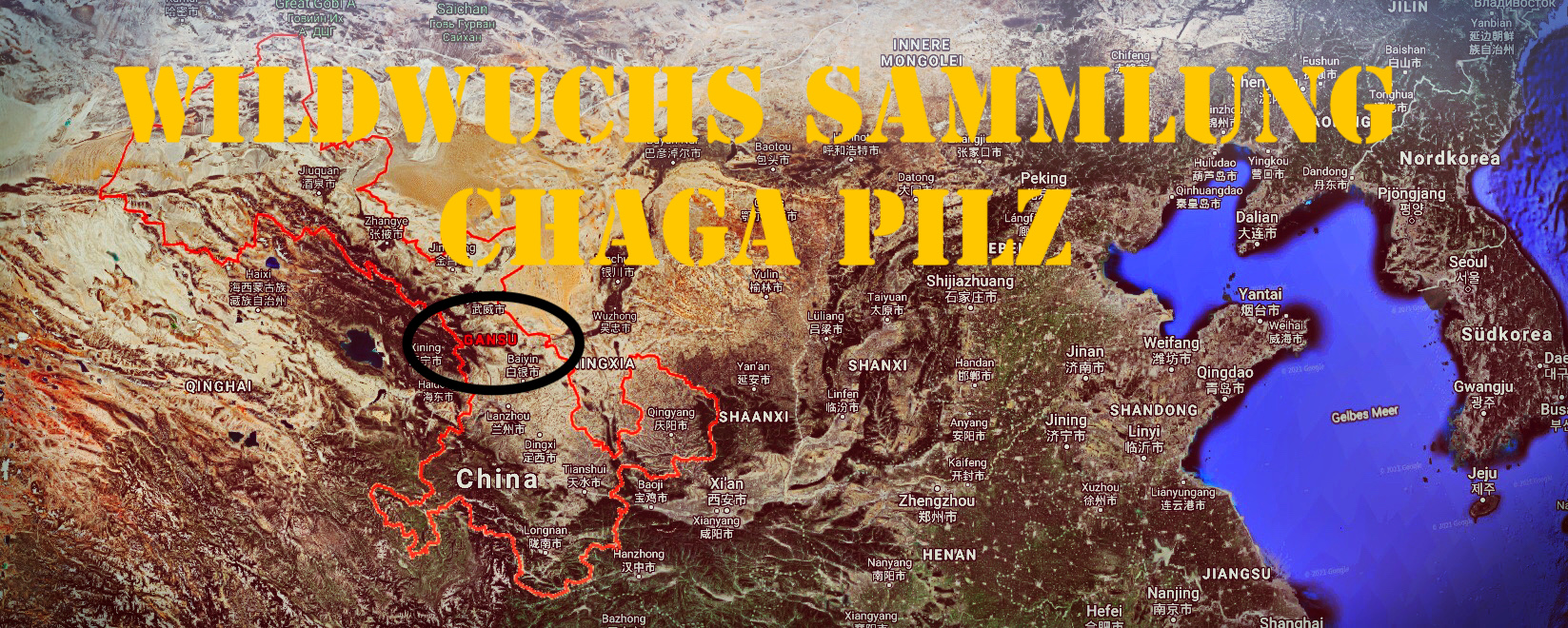 Chaga wird in der Region Gansu von Hand gewonnen (Wildwuchs)