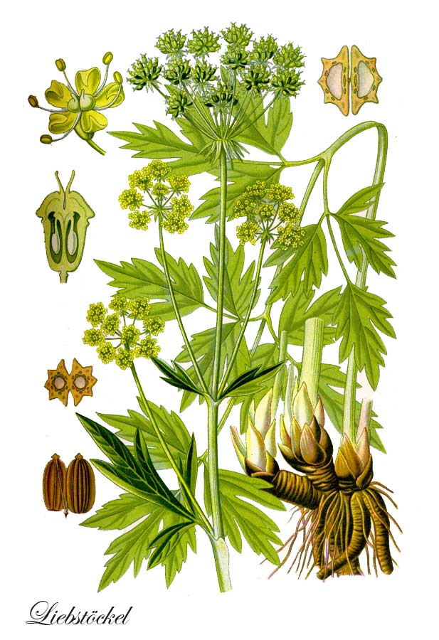 Liebstock als Illustration
