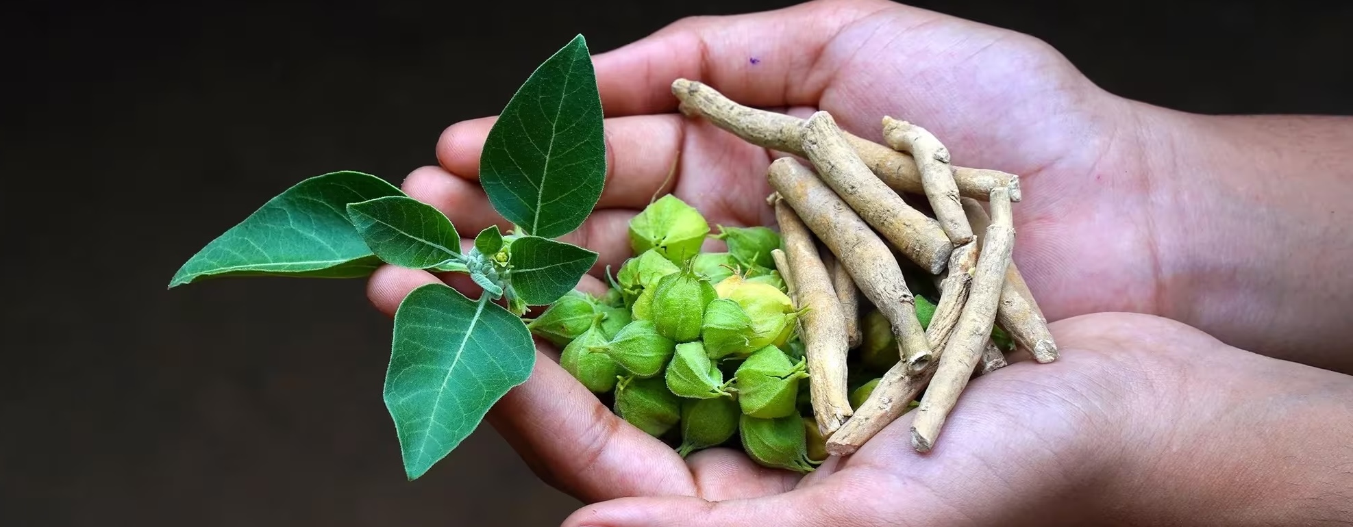 Ashwagandha kaufen Schweiz – Wirkung, Einnahme & Studien