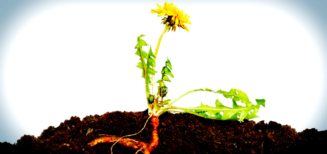 Löwenzahn von Kopf bis Fuss. Für uns relevant ist jedoch die wunderbare Kraft der Wurzel!