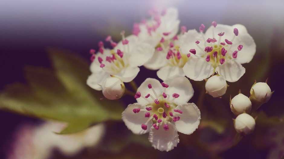 Weissdorn Blüten in schönster Pracht