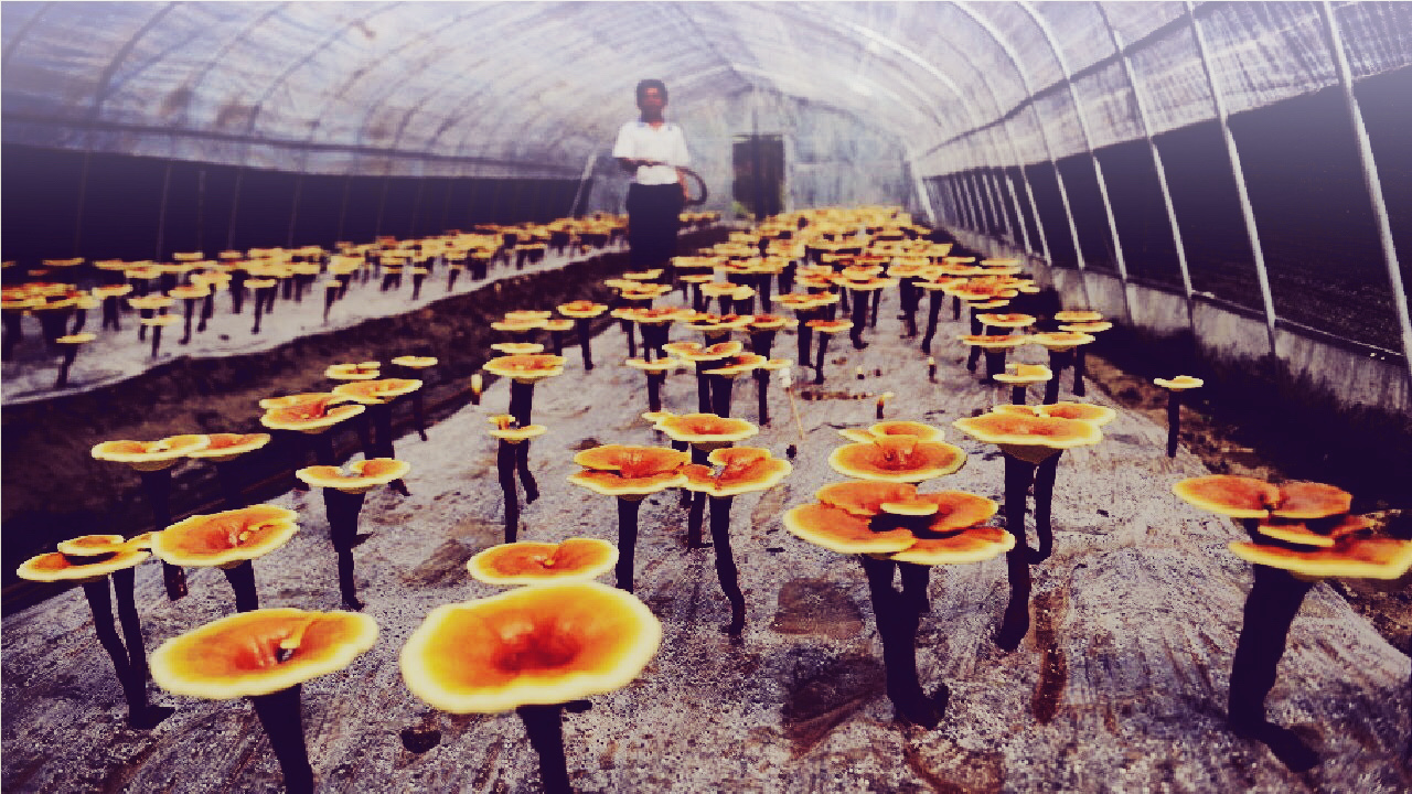 Zuchtfarm in China (Xining/Haidong)
