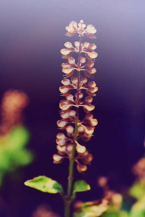 Tulsi die heilige Königin