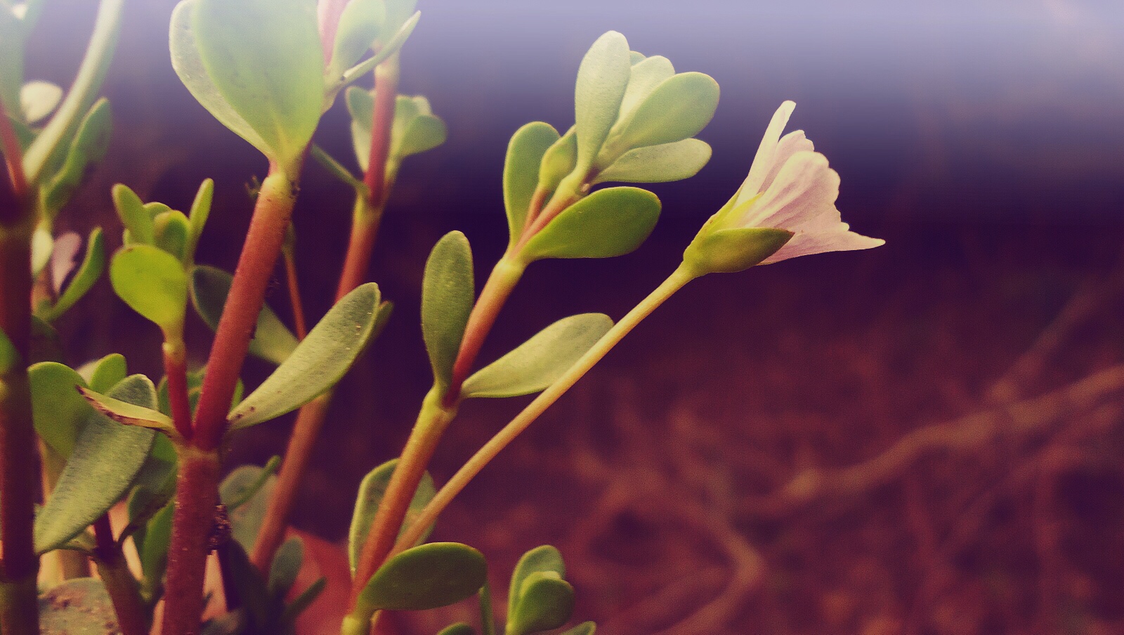Bacopa Monnieri