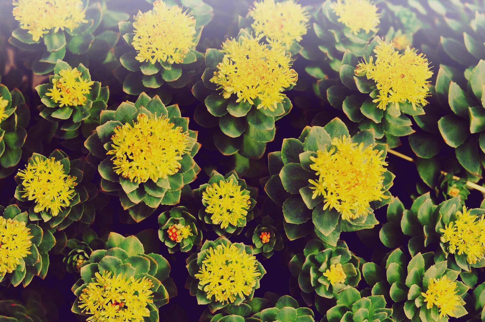 Rhodiola Rosea in voller Blüte