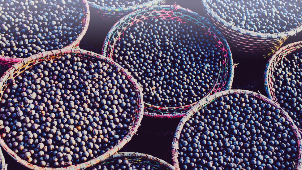 Acai Beeren nach der Ernte