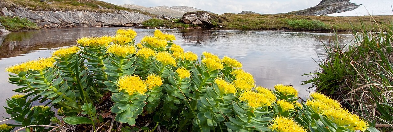 Rhodiola kaufen Schweiz – Wirkung, Einnahme, Bio-Qualität & Studien
