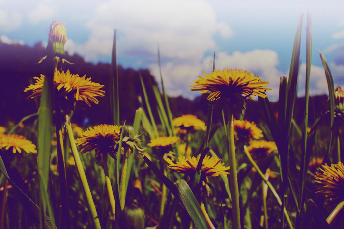 Löwenzahn in voller Blüte