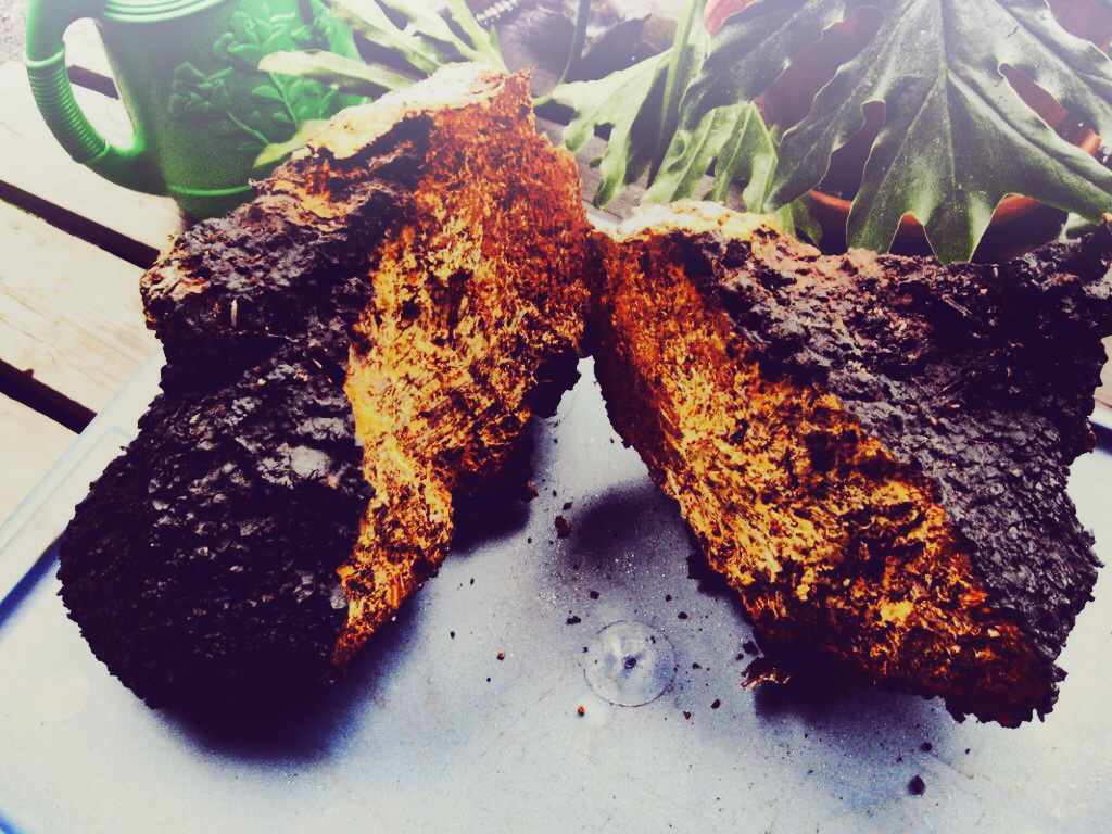 Chaga frisch nach der Ernte