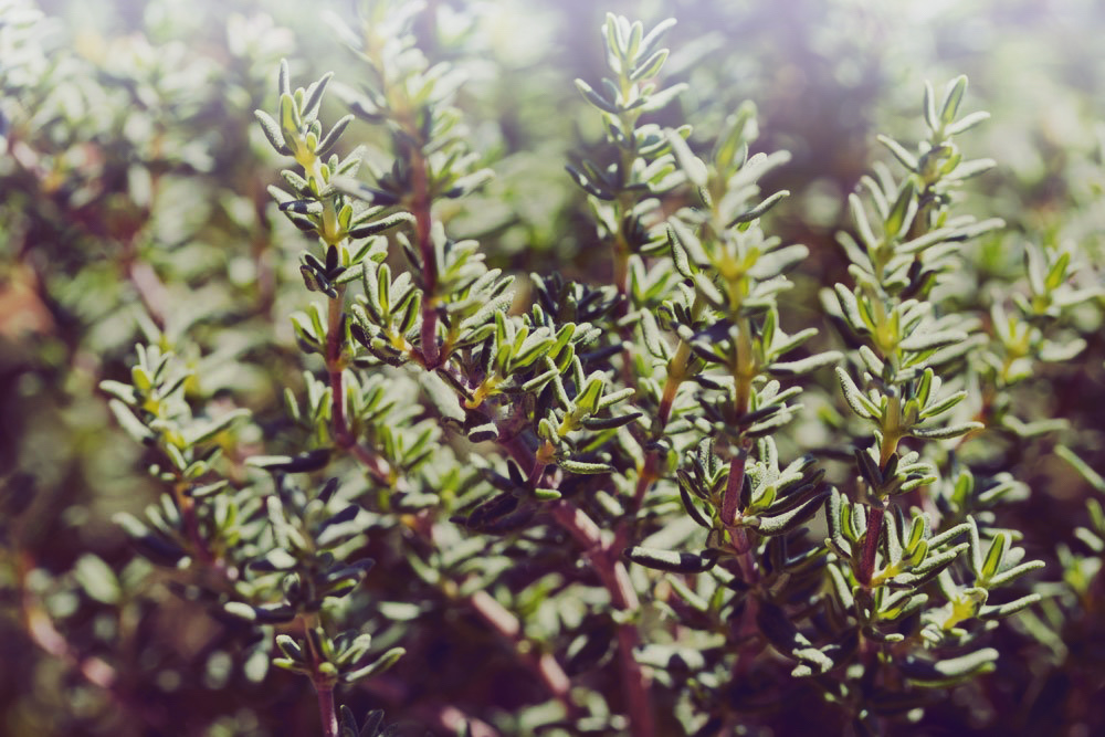 Thymian frisch vor der Ernte