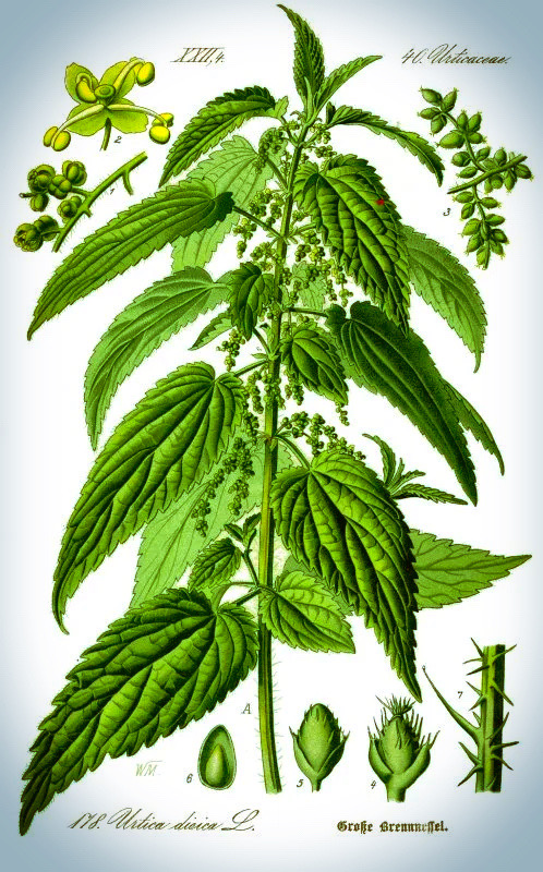 Urtica Dioica (Brennnessel) als Illustration