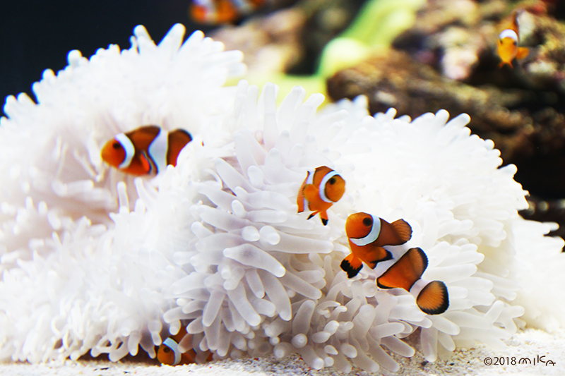 カクレクマノミ