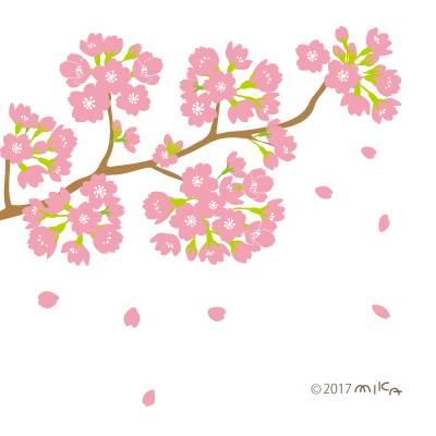 満開の桜の枝