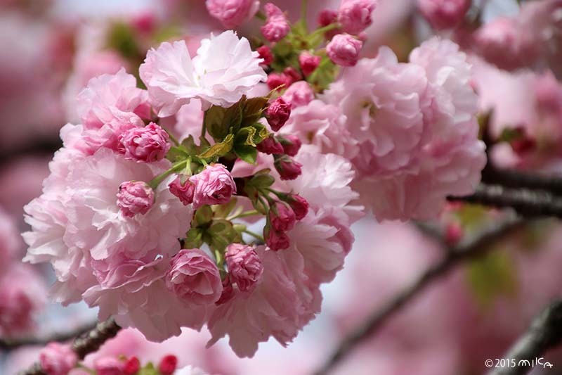 小手毬（こでまり）平成24の「今年の花」／造幣局桜の通り抜け