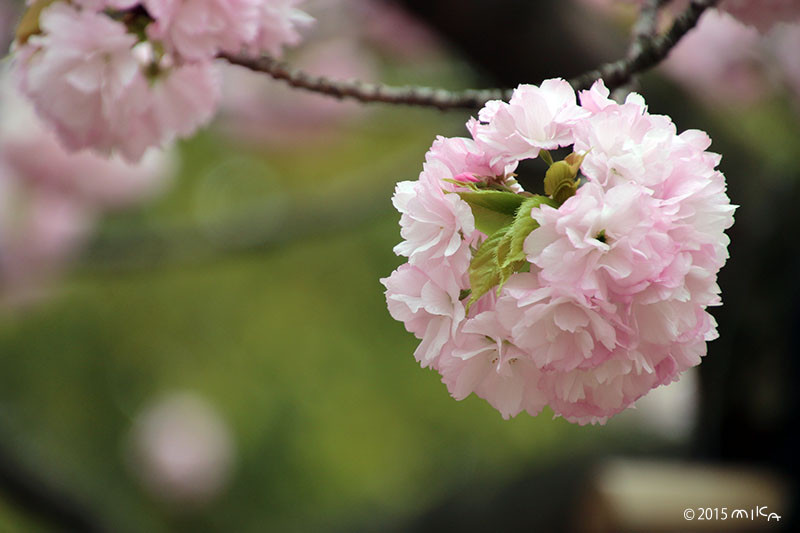 紅手鞠（べにてまり）平成13年の「今年の花」／造幣局桜の通り抜け