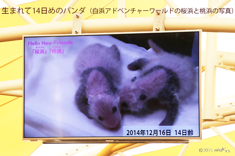 生後14日めのパンダの赤ちゃん（白浜アドベンチャーワールド）2014年