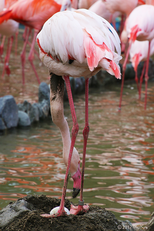 フラミンゴの抱卵①