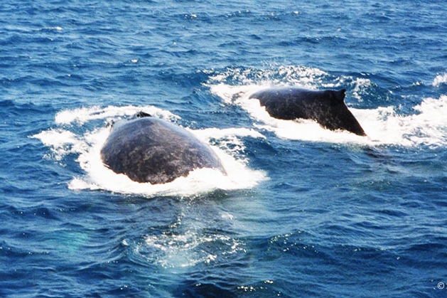 クジラの写真集はコチラ