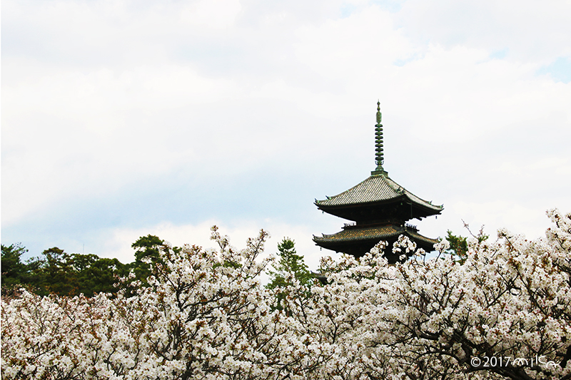 仁和寺御室桜