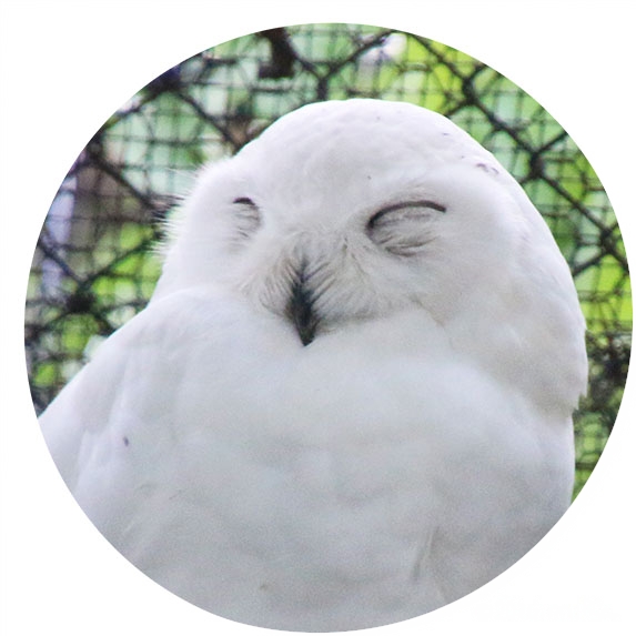 生き物