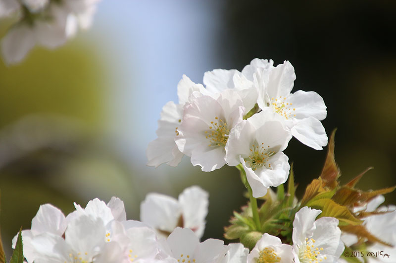 大島桜（おおしまざくら）