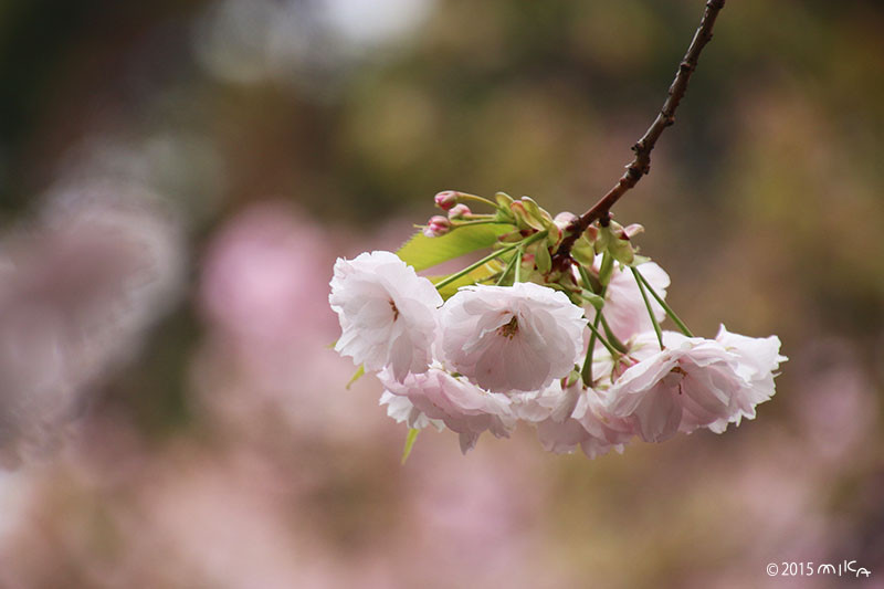 楊貴妃（ようきひ）平成12年の「今年の花」／造幣局桜の通り抜け