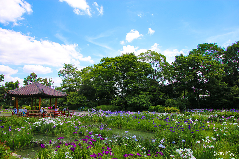 城北菖蒲園（城北公園）②