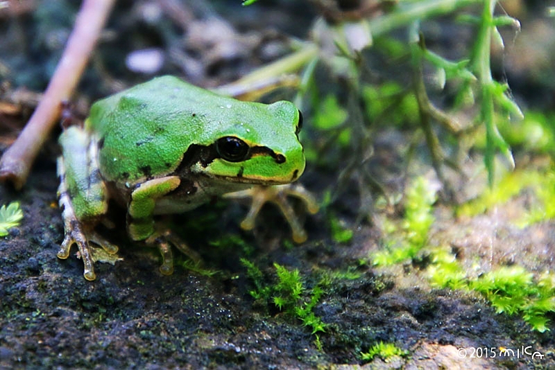 ニホンアマガエル③