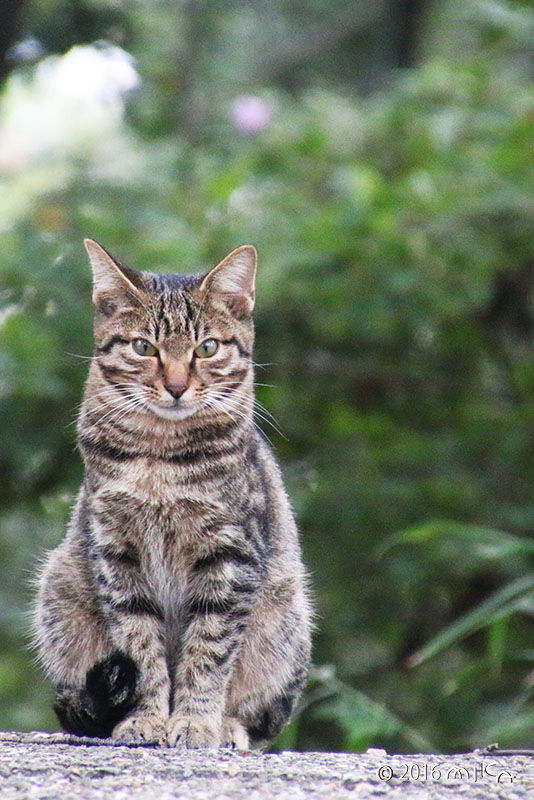 トラネコ