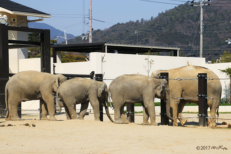 ゾウの群れ（京都市動物園／2017年）