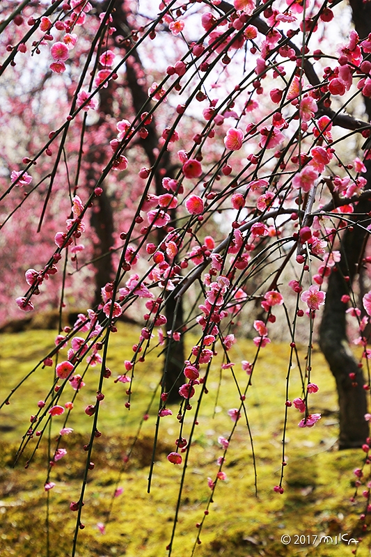 城南宮神苑の梅林⑤