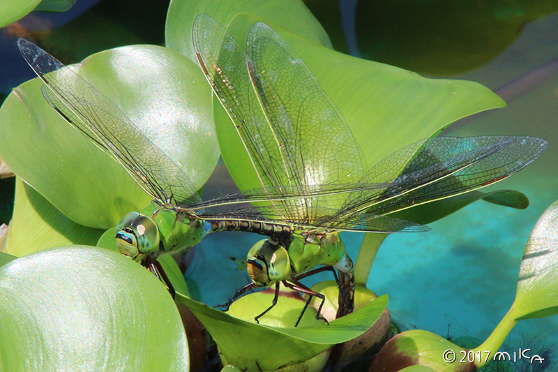 トンボ Dragonfly 工房momo トンボ Dragonfly 工房momo