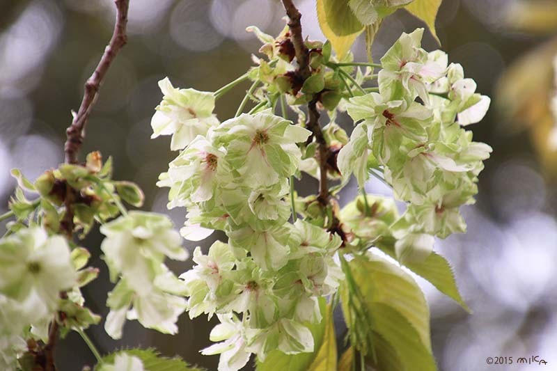 鬱金（ウコン）平成11年と29年の「今年の花」／造幣局桜の通り抜け