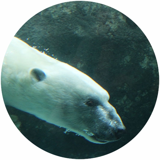 生き物