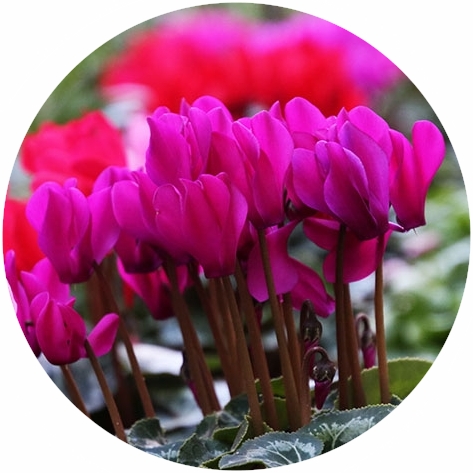 四季の花と実