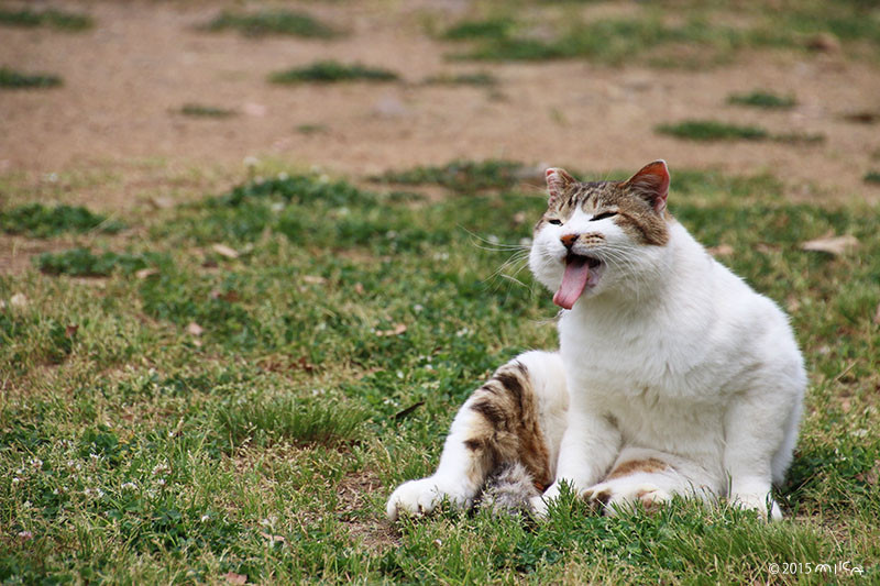 ねこ ベー