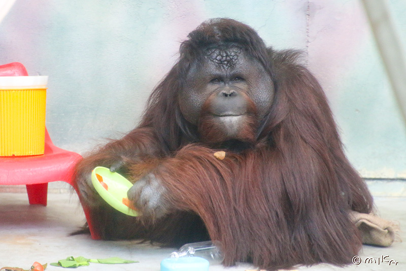 オランウータン「ムム」のお食事タイム②（神戸市立王子動物園）
