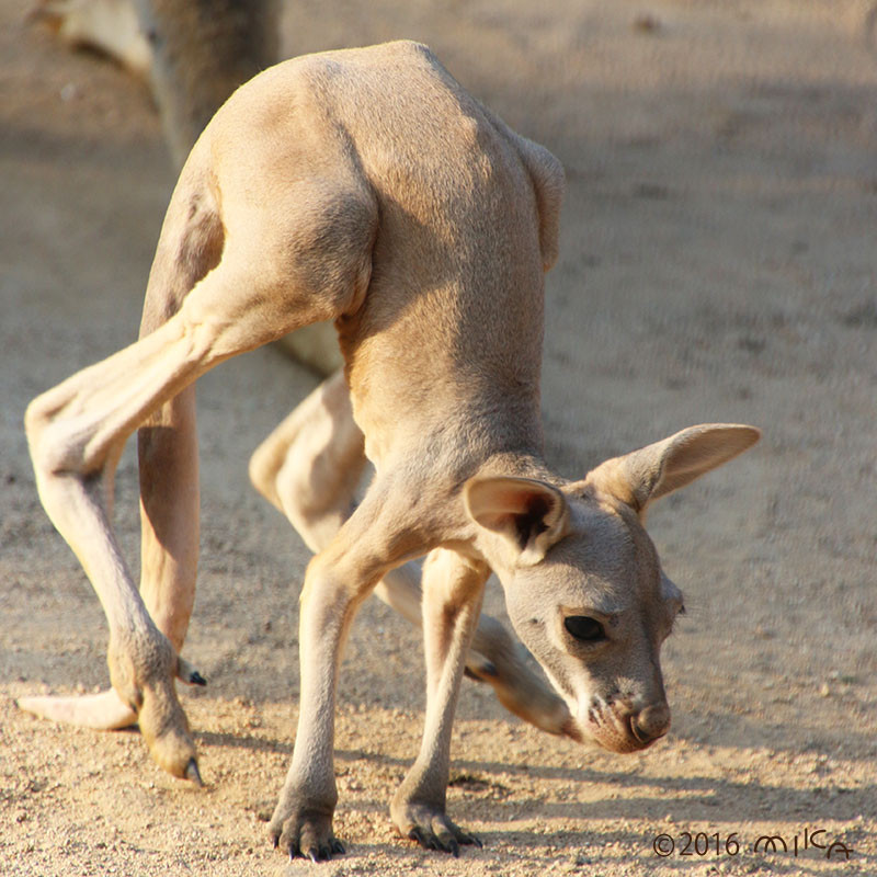 赤ちゃんカンガルー 袋から出て歩きだしたところ