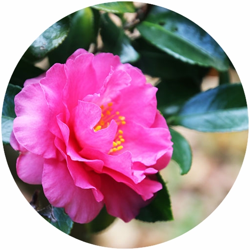 四季の花と実