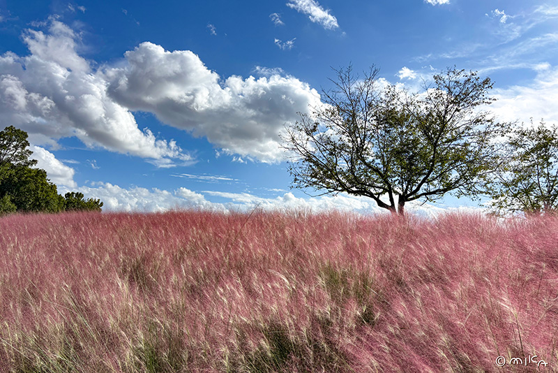 ミューレンベルギアカビラリスの丘（万博記念公園）2025年9月末
